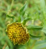 Bidens cernua