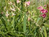 Lathyrus sylvestris