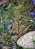 Artemisia campestris. Цветущее растение. Алтай, Кош-Агачский р-н, окр. с. Кош-Агач, ≈ 1700 м н.у.м., каменистый склон. 14.06.2019.