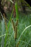 Carex acutiformis