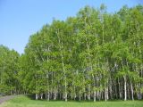 Betula kamtschatica