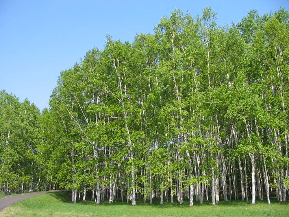 Изображение особи Betula kamtschatica.