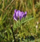 Astragalus danicus