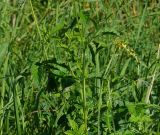 Agrimonia eupatoria