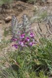 Pedicularis rubens