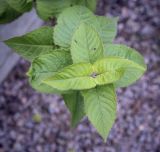 Monarda fistulosa. Верхушка вегетирующего побега. Москва, Аптекарский огород, в культуре. 03.09.2021.