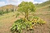 Ferula kuhistanica