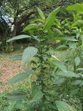 Acalypha australis