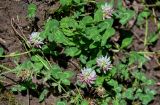 Trifolium ambiguum