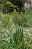 Ligularia heterophylla