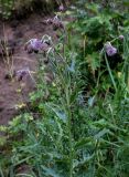 Cirsium kamtschaticum