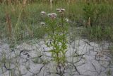 Eupatorium cannabinum