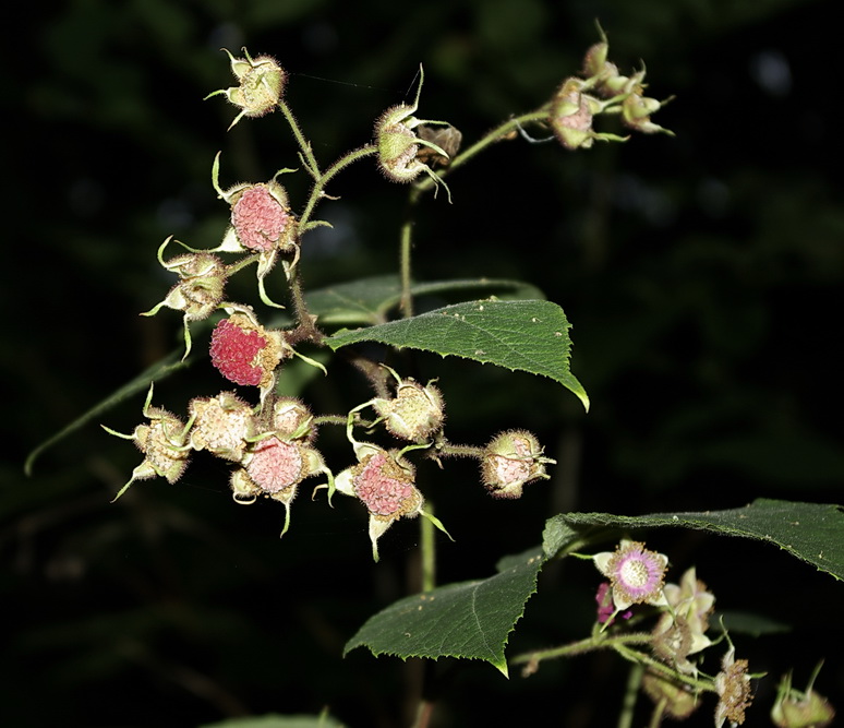 Изображение особи Rubus odoratus.