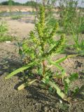 Rumex maritimus