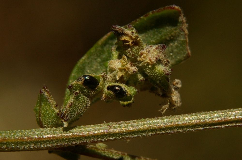 Изображение особи Atriplex patula.