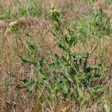 Anchusa ochroleuca. Цветущие растения. Ростовская обл., Неклиновский р-н, Андреево-Мелентьевское с/п, балка. 20.09.2012.