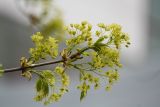 Acer platanoides