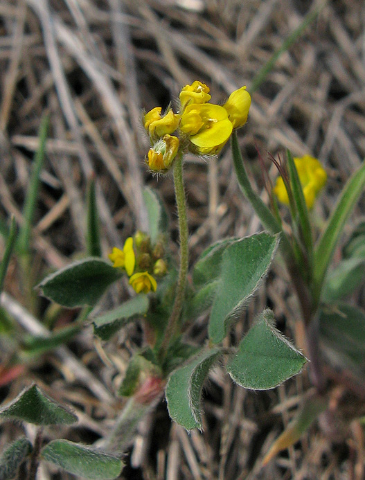 Изображение особи Medicago minima.