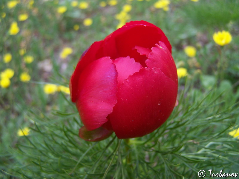 Изображение особи Paeonia tenuifolia.