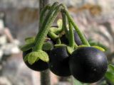 Solanum nigrum ssp. schultesii