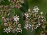 Heracleum sphondylium. Элементарные соцветия-зонтички с бутонами и раскрывающимися цветками и кормящейся на них журчалкой. Украина, Закарпатская обл., Свалявский р-н, берег р. Пиня возле с. Солочин. 27 июля 2013 г.