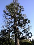 Sequoiadendron giganteum. Крона взрослого дерева. Украина, ЮБК, парк Ливадийского дворца. 05.05.2007.