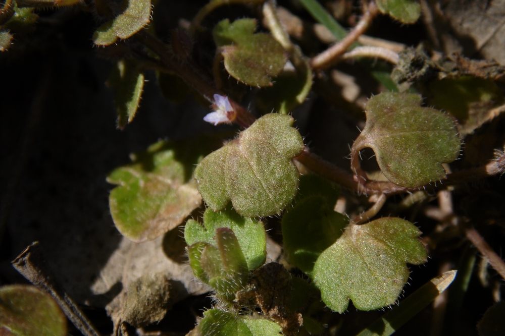 Изображение особи Veronica hederifolia.