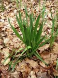 Allium scorodoprasum