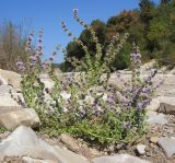 Mentha pulegium