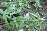 Stachys iberica