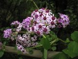 Pericallis webbii