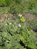 Pulsatilla albana