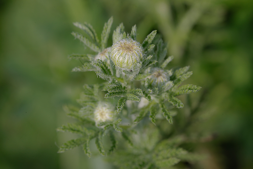 Изображение особи Anthemis tinctoria.