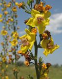 Verbascum × pseudoblattaria