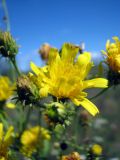 Hieracium umbellatum