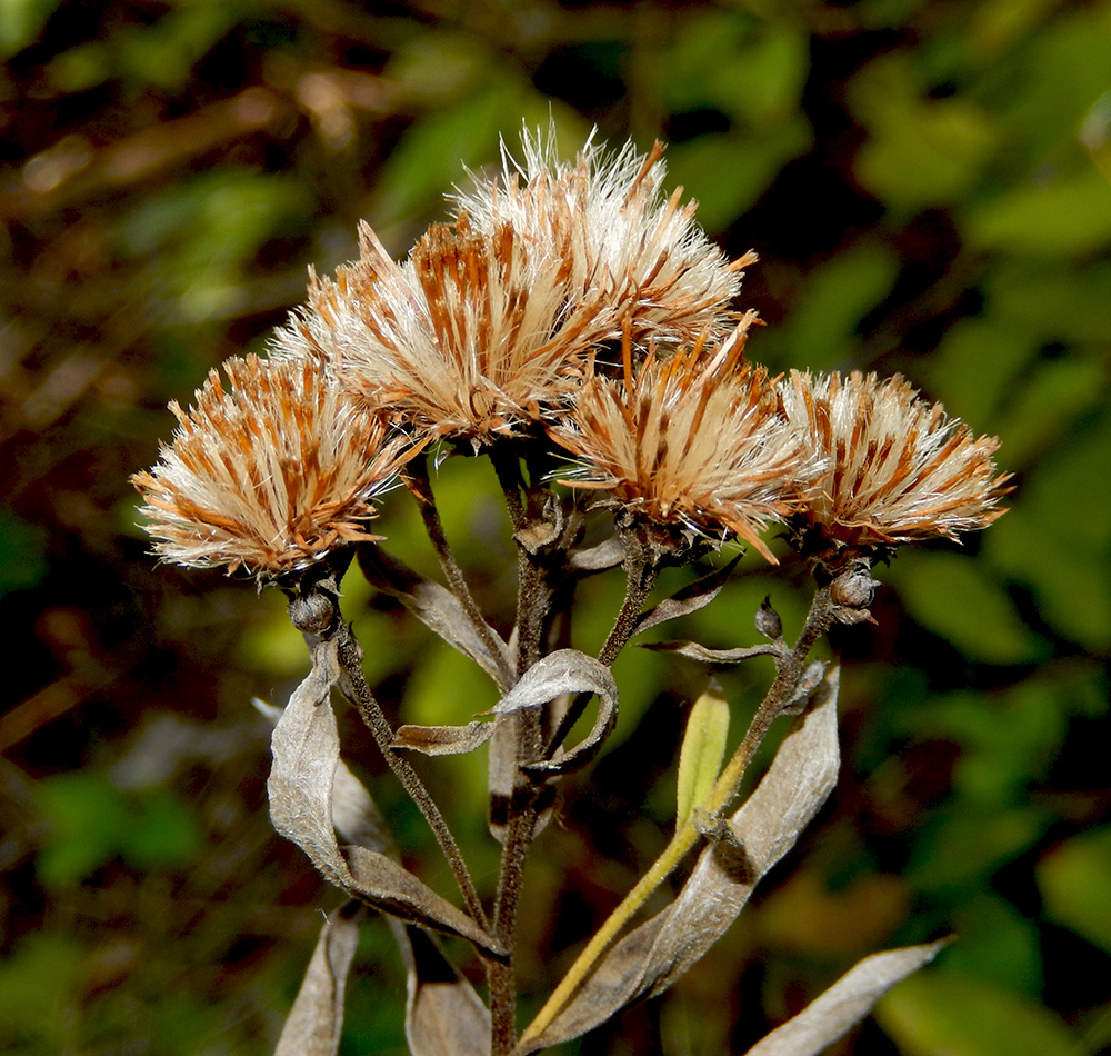 Изображение особи Inula germanica.