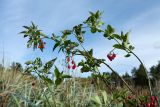 Solanum dulcamara. Верхушки повреждённых насекомыми веточек с соплодиями. Ленинградская обл., Кингисеппский р-н, окр. пос. Новое Гарколово, побережье Финского залива, береговой вал, в зарослях Leymus arenarius и Lathyrus japonicus s.l. 28.08.2016.