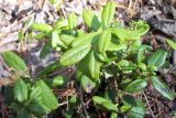 Vaccinium vitis-idaea