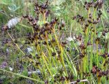 Juncus articulatus. Плодоносящие растения на лугу. Архангельская обл., Вельский р-н, пос. Усть-Шоноша. 5 августа 2009 г.