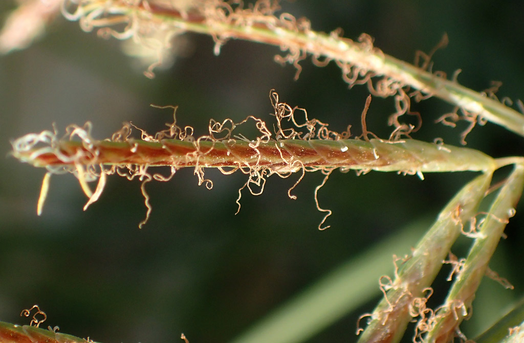 Изображение особи Cyperus rotundus.