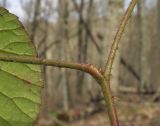 Rubus caucasicus. Часть молодой веточки. Краснодарский край, м/о г. Новороссийск, гора Еременкова, 300 м н.у.м., грабово-дубово-буковый лес. 08.03.2018.