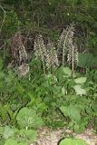 Petasites hybridus