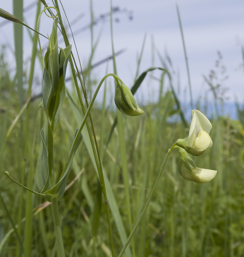 Изображение особи Lathyrus aphaca.