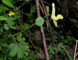 Corydalis bombylina