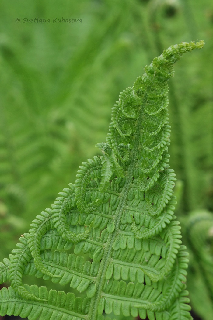 Изображение особи Matteuccia struthiopteris.