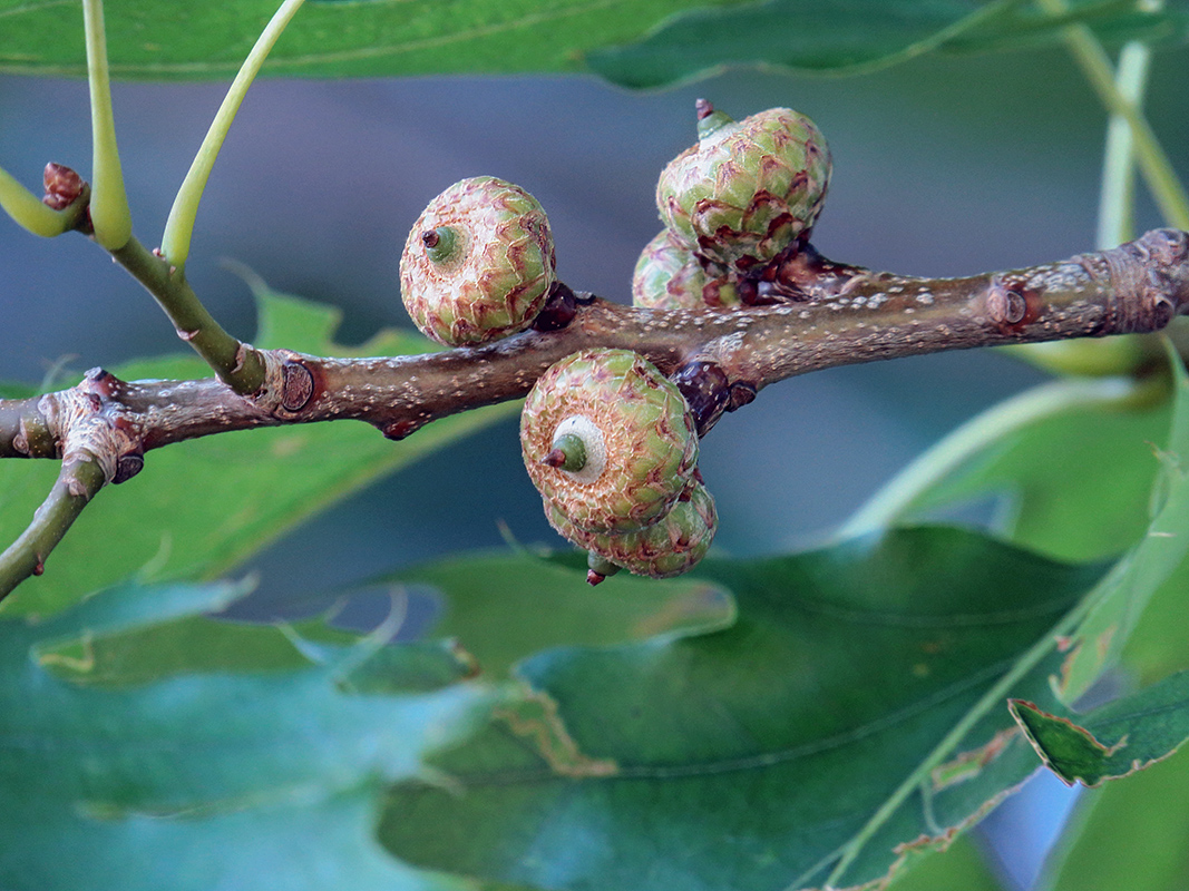 Изображение особи Quercus rubra.