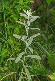 Artemisia ludoviciana