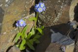 Myosotis alpestris