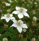 Parnassia palustris. Цветки. Магаданская обл., окр. г. Магадан, ост. \"Аммональная\", разнотравная поляна. 06.08.2014.