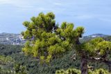 Pinus pallasiana. Верхушки веток с шишками. Крым, скала Щаан-Кая, на краю скального обрыва. 26.09.2018.